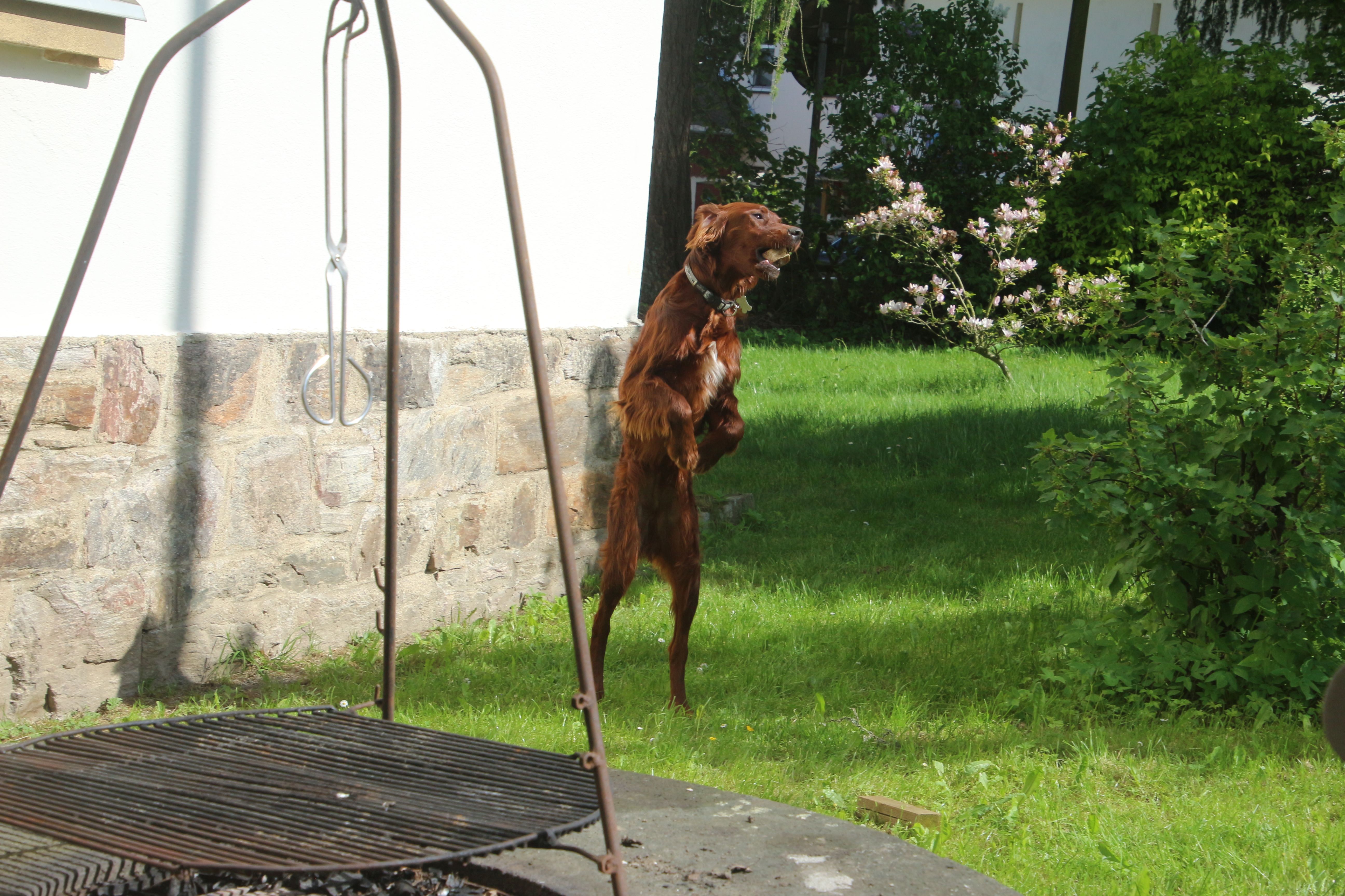 Fliege