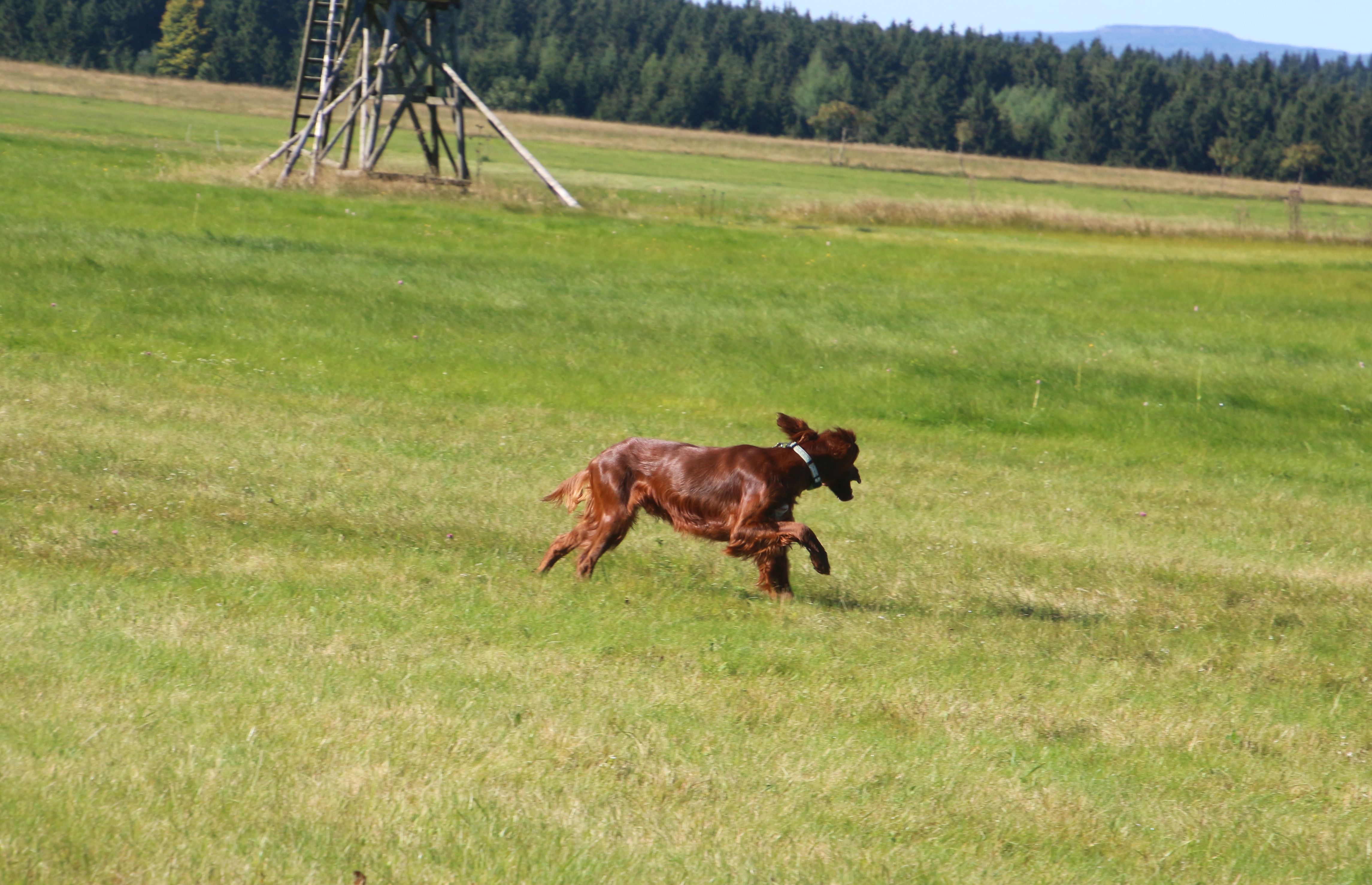Hirtstein