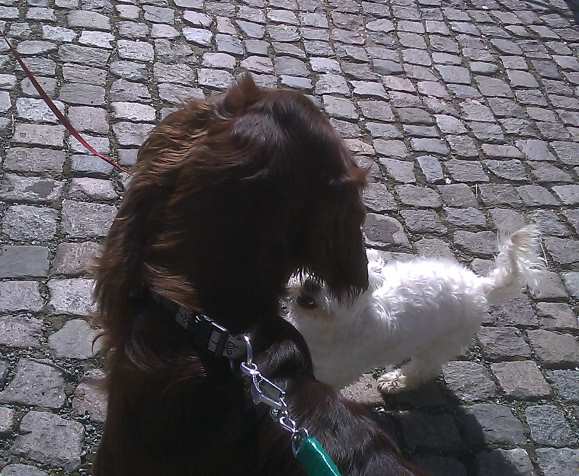 Hundebegegnung