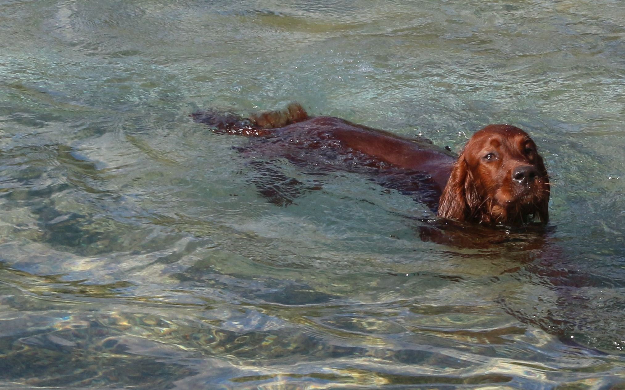 Ichschwimme1
