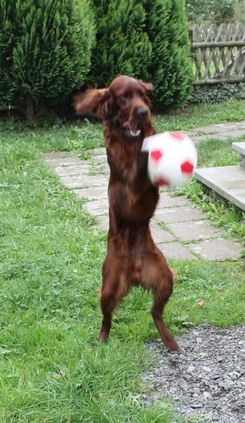 Pepper_Ball