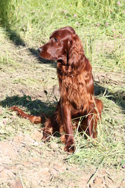 Peppi