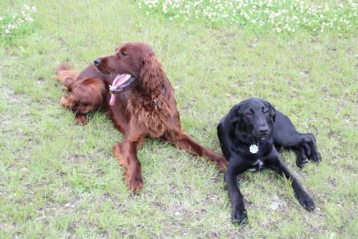 Rettungshund